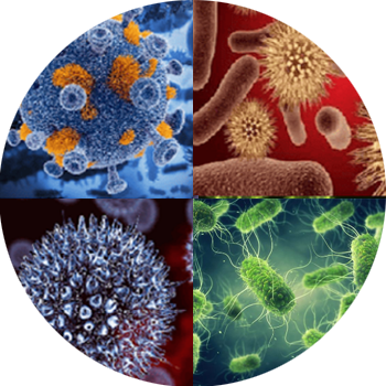 Do vi khuẩn, virus